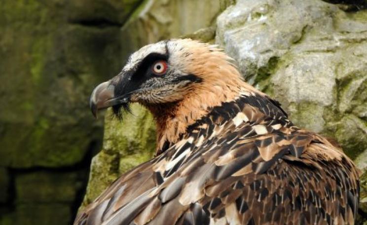 At risk of extinction: the Bearded vulture. Photo: Joachim S Muller.