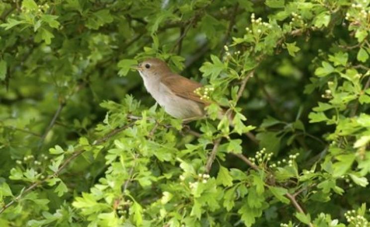 Nightingale singing in a hawthorn tree. Photo: John Bridges / rspb-images.com.