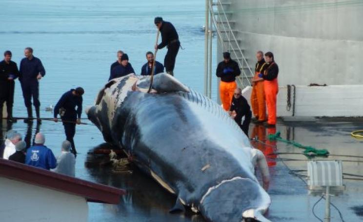 Fin whale landed at Miòsandur whaling station Hvalfjördur, Iceland, in August 2014. Photo: EIA.