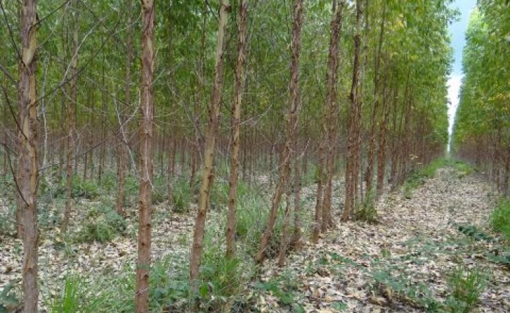 Suzano's eucalyptus plantations in Urbano Santos, Brazil, specifically planted to satisfy the EU's projected future biofuel demand.