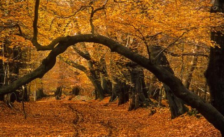 Could this ancient woodland be 'offset'? Or better still, transformed into a new asset class for speculative investment? Ashridge Forest, Hertfordshire, England in the late autumn. Photo: ukgardenphotos via Flickr.