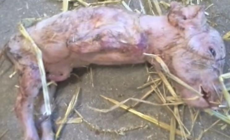 A deformed pig suffering, Ib Borup Pedersen believes, from the ill effects of glyphosate. Photo: Ib Borup Pedersen.