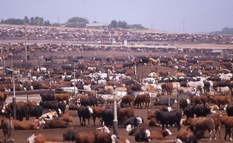 An intensive feedlot for beef cattle - a key stage in the US's amazingly high emissions from beef production. Photo: Socially Responsible Agricultural Project via Flickr.
