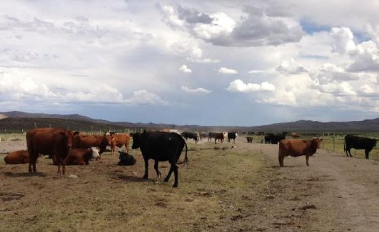 Ranching on BLM lands is a taxpayer-subsidised environmental degradation. Photo: Cattle near the Bruneau River in Elko County, Nevada. Photo: Famartin / Wkimedia Commons CC BY-SA 3.0.