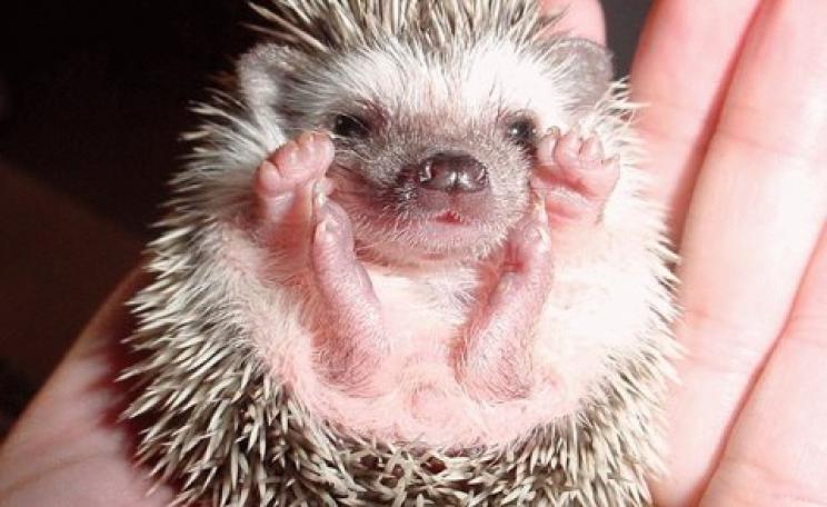 Loveable? Who could doubt it. But hedgehog number in the UK are down 37% in ten years. Photo: Last Human Gateway via Flickr.