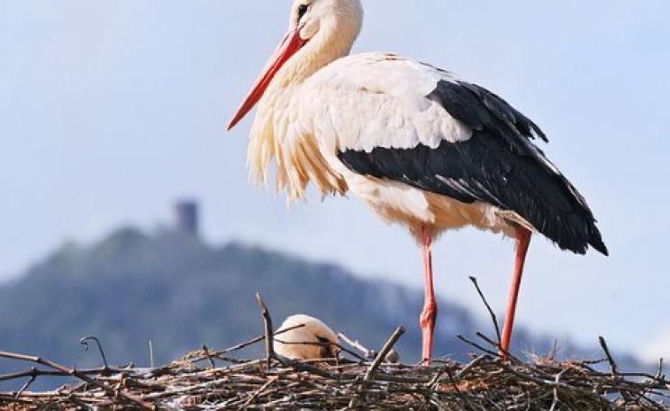 Storks are a protected species under the EU's Birds Directive. But that affords them little protection against hunters in Malta, which lies on a key migration route across the Mediterranean. Photo: Tambako The Jaguar via Flickr.