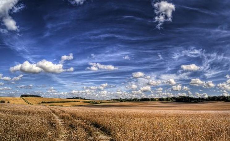 Ripe poppies awaiting harvest near Winchester in Hampshire. Photo: Neil Howard via Flickr.