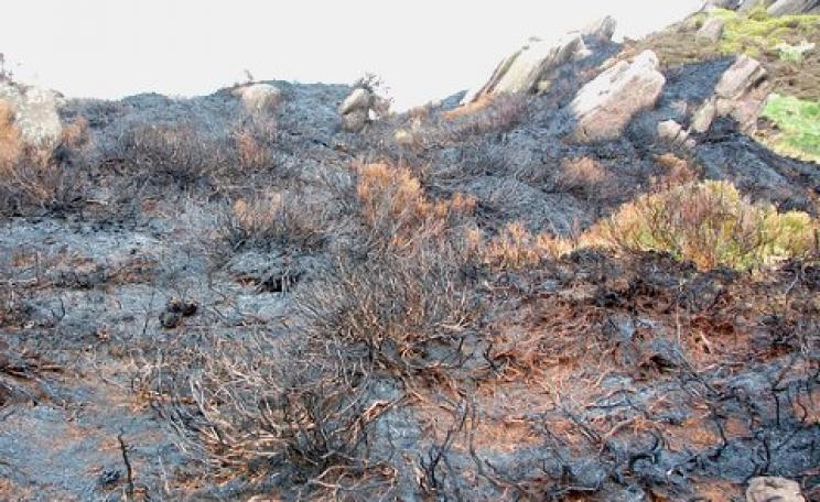 Skilful heather burning can enhance biodiversity, according to the Moorland Association. Recently burnt heather at Ramshaw Rocks, Staffordshire. Photo: Paul via Flickr.