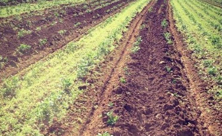 The secret of healthy food is healthy soil - as with these organic potatoes bursting from the ground in early June this year at Sandy lane Farm, Oxfordshire. Photo: Sandy Lane Farm.