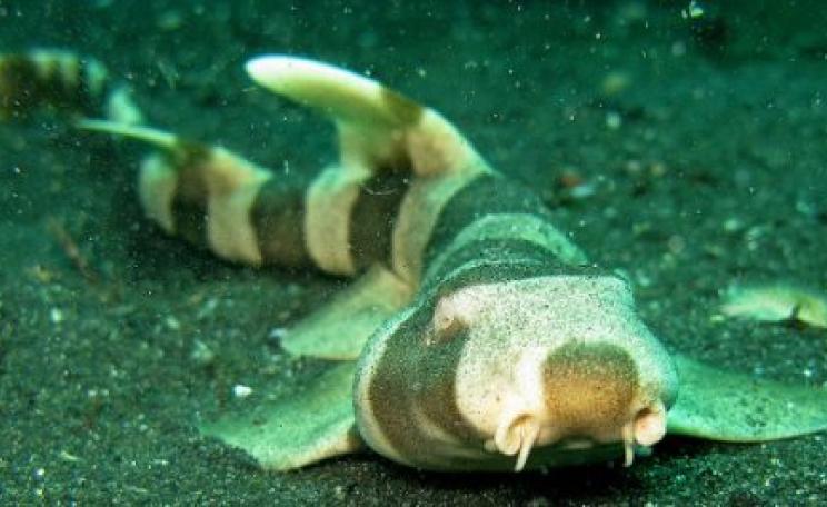 Bamboo Shark in Indonesia's Lembeh Straits. With high levels of CO2, the species' survival is reduced by 40%. Photo: Steve Childs via Flickr.