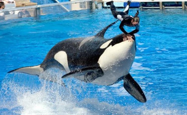 Impressive and exciting, for sure. But what kind of life is it for an orca? Photo: Orca and trainer at SeaWorld in Orlando, Florida by Jeff Kraus via Flickr.