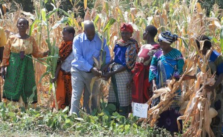 Famers in Sokoine, Tanzania, examine a drought tolerant maize variety developed by the nationally-owned seed company Tanseed International Limited. Photo: International Maize and Wheat Improvement Center via Flickr.