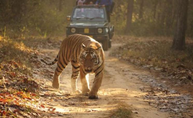 Tribal peoples are the best conservationists. Yet they are being illegally evicted from their ancestral homelands in the name of tiger 'conservation'. Photo: © Sandip Dey