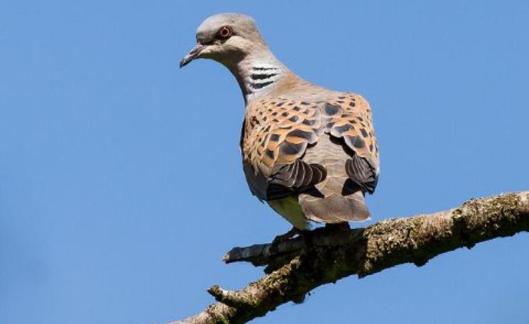 The Turtle Dove (Streptopelia turtur) has declined by 88% since 1995, due to multiple causes: habitat loss in Africa; disease in its UK breeding grounds, and hunting between the two. Photo: Alan Shearman via Flickr.