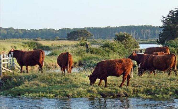 Is France determined to put an end to this kind of farming? Cattle grazing in the marais d'Olonne, Vendée, in Western France. Photo: Jean-Pierre Dalbéra via Flickr.