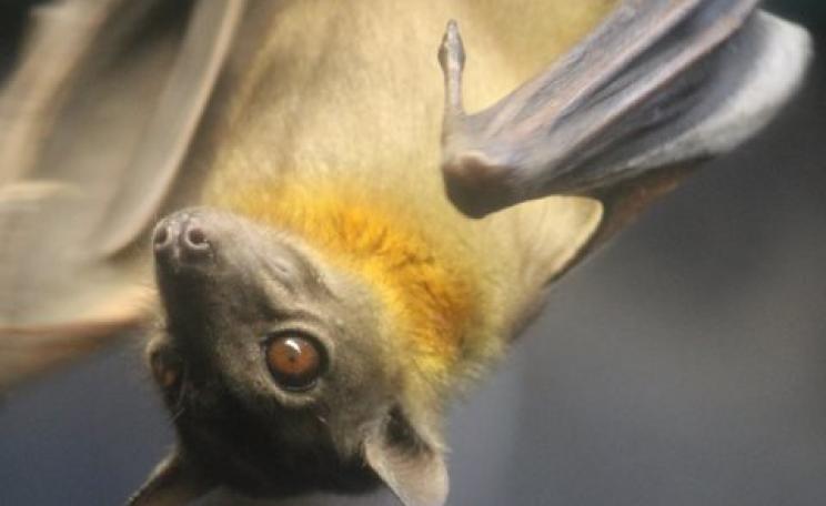 In Ghana, more than 100,000 straw coloured fruit bats are harvested as bushmeat every year. But the country is not affected by the Ebola epidemic. Photo: Diana Ranslam, CC BY-NC.