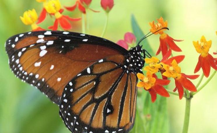 With milkweed and other 'weeds' now facing the dual chemical assault of glyphosate and 2,4-D, what hope for the Monarch butterfly?
