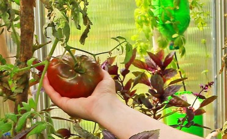 Inspecting a tomato at the wonderful Evergreen Brick Works' greenhouse in Toronto. Photo: Joseph Morris via Flickr.
