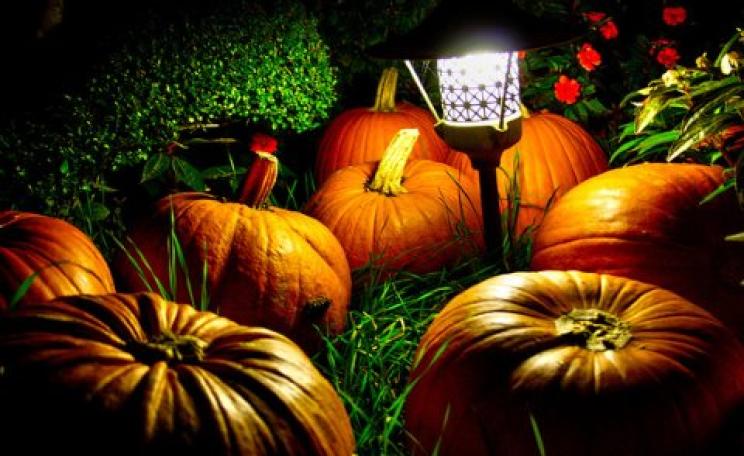 Glowing pumpkins of the night, our to eat, not just to fright. Photo: Andrea Verganic via Flickr.