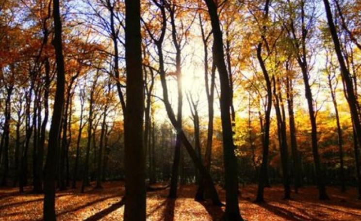 Saved - for now. Hopwas Woods, Staffordshire. Photo: James Broad / Woodland Trust.