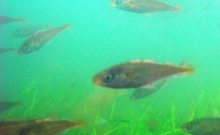 Cod smolts among seagrass. Photo: John Carroll.
