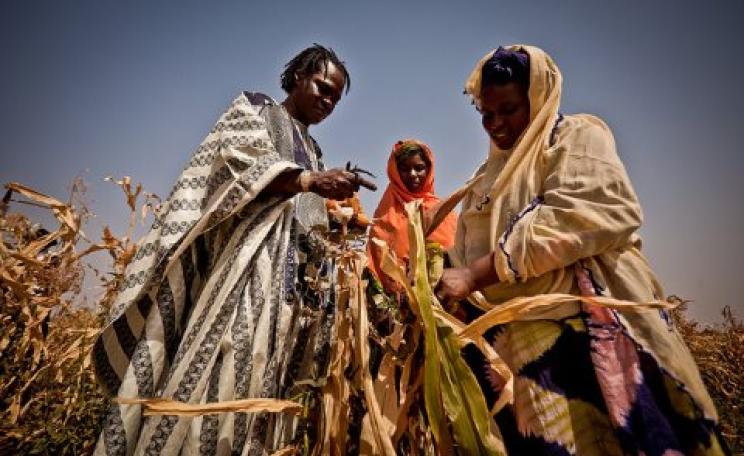 Baaba Maal inspects failed corn crops in Mauritania. Photo: Oxfam International via Flickr.