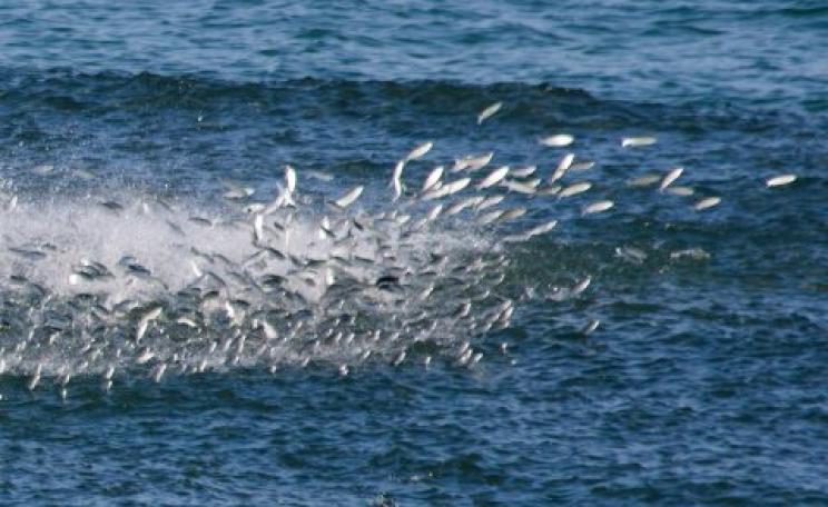 Fish exploding from the ocean off the North Carolina coast - but global fish stocks are doing no such thing. Photo: Jared Cherup via Flickr.