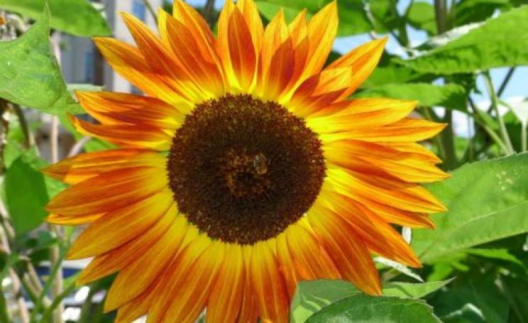 Boston in bloom - sunflower at the Eglestone Community Orchard. Photo: Alvin Kho via Facebook.
