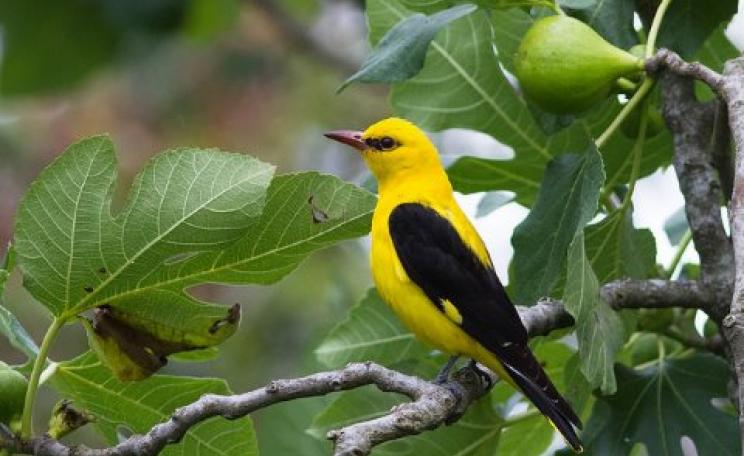 The Golden Oriole is one of the birds set to benefit from the protection of the Aftrica-Eurasia Flyway. Photo: m-idre31 via Flickr.