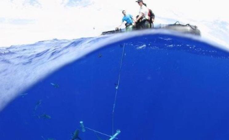 Marine parks need to be big enough to safeguard wide-ranging species, like the sharks being studied here. Photo: Manu San Felix / National Geographic Pristine Seas Expedition, Author provided.