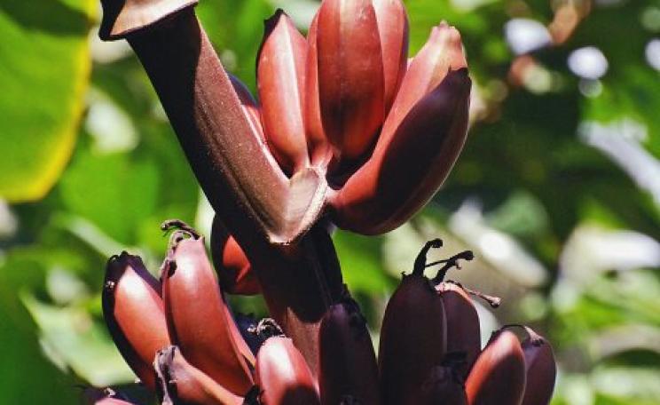 The Red Dacca banana (Musa acuminata) growing on Zanzibar, East Africa - smaller, plumper, softer and sweeter than the yellow Cavendish varieties, with a slight raspberry-banana flavor. Photo: Harvey Barrison / Wikimedia Commons.