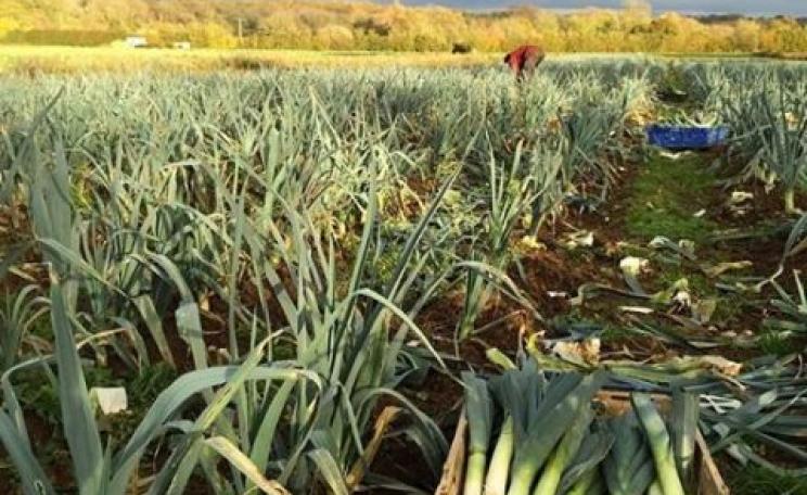 Now this is really what it's all about ... harvesting organic leeks at Sandy Lane Farm, Oxfordshire. Photo: facebook.com/sandylanefarm .