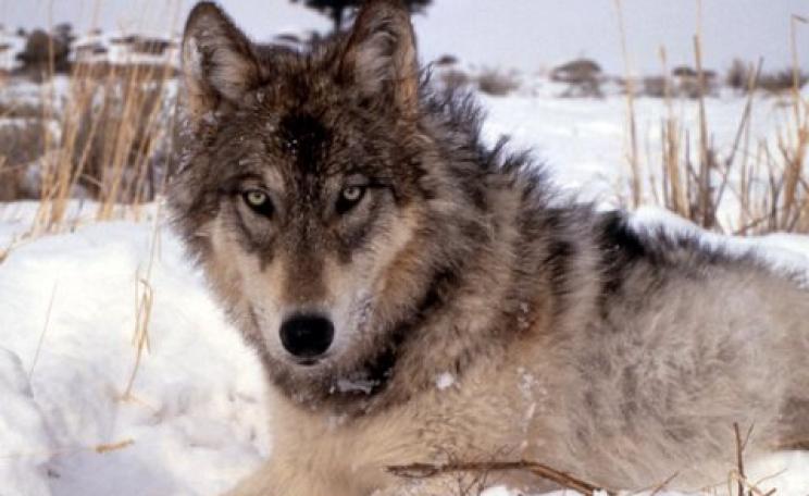 Wolves - to reduce farm animal predation, don't shoot them! Photo: USFWS Midwest, CC BY.