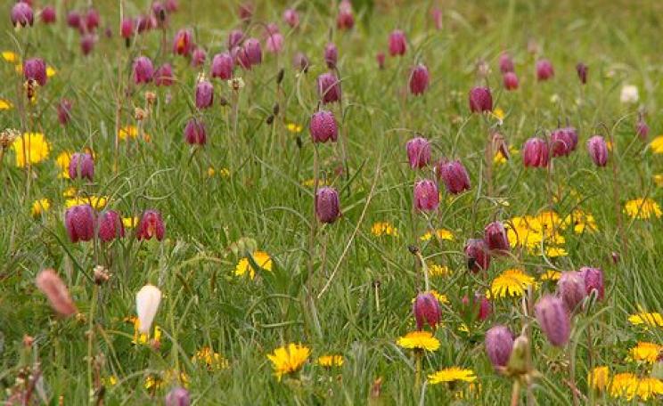 Precious nature: Snakeshead fritillaries and dandelions on North Meadow, Cricklade - an uncultivated water meadow of 110 acres that contains 80% of the UK population of the Snakeshead Fritillary. Photo: Nick Warner via Flickr.
