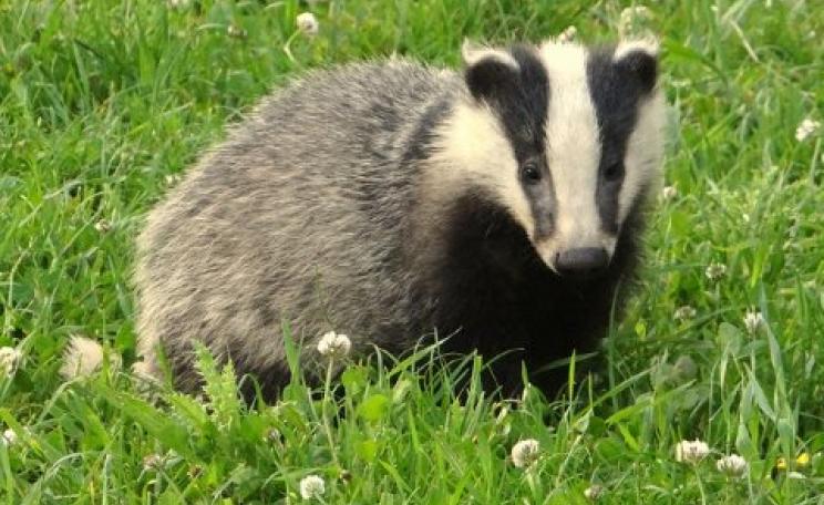 An English badger cub, innocent as summer days are long. Photo: Peter Burnage via Flickr.