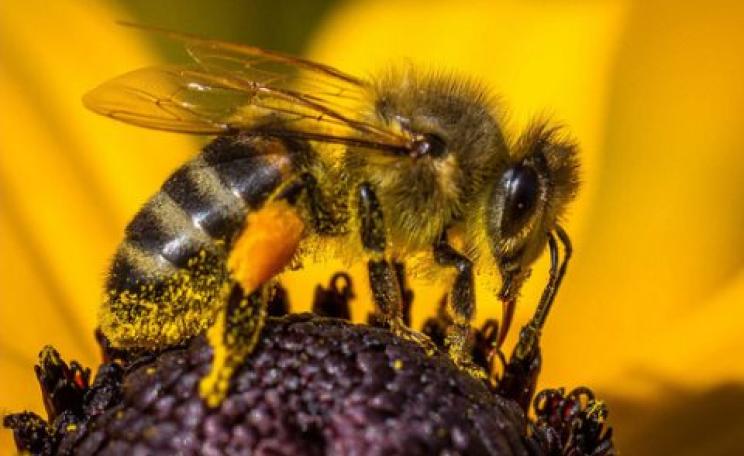 Coming to honeybees in North America and Europe, a new parasite helped on its way by warmer summers. Photo: Smudge 9000, CC BY-SA.