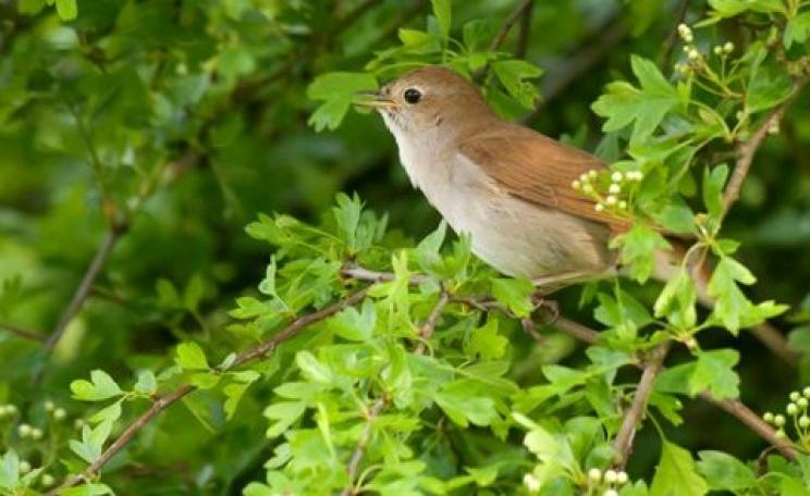England's nightingales have suffered a 90% population crash in 40 years, but Medway Council has decided that its 'protected' SSSI sanctuary is fair game for development. Photo: John Bridges / RSPB.