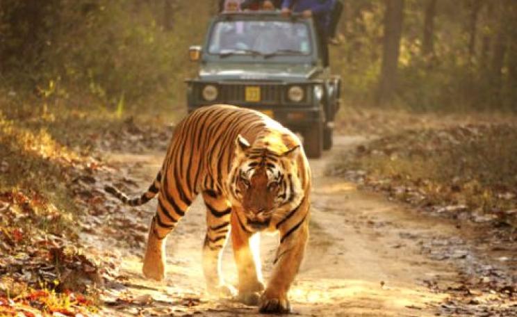 4WDs and tourists in, tribal people out - Kanha Tiger Reserve, India, where the events of Kipling's  'Jungle Book' take place. Photo: © Survival.