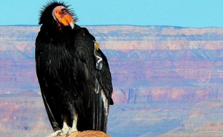 A California Condor near the South Kaibab Trail, Grand Canyon. Photo: George Kathy Klinich via Flickr (CC BY 2.0).
