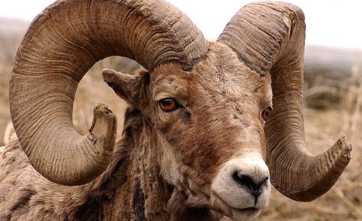 Old Bighorn ram on the banks of the North Fork of the Shoshone River after eating some of the first green grass of spring. Photo: Yellowstone Gate via Flickr (CC BY-NC-ND 2.0).