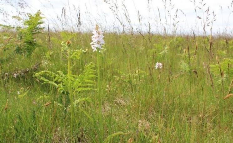 Ancient grassland at Rampisham Down SSSI, West Dorset, that will soon be shaded over by solar panels unless the planning application is 'called in'. Photo: RSPB.