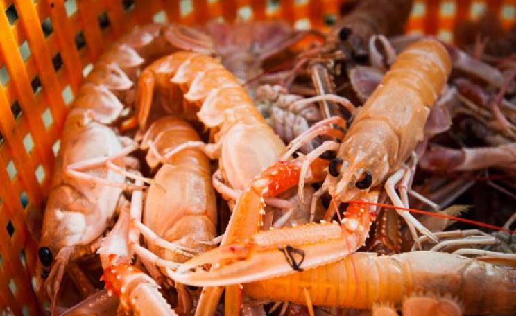 The 'sustainable' fishery targets a species known as neothrops or Norwegian lobster. Photo: Chris Grodotzki / The Black Fish.