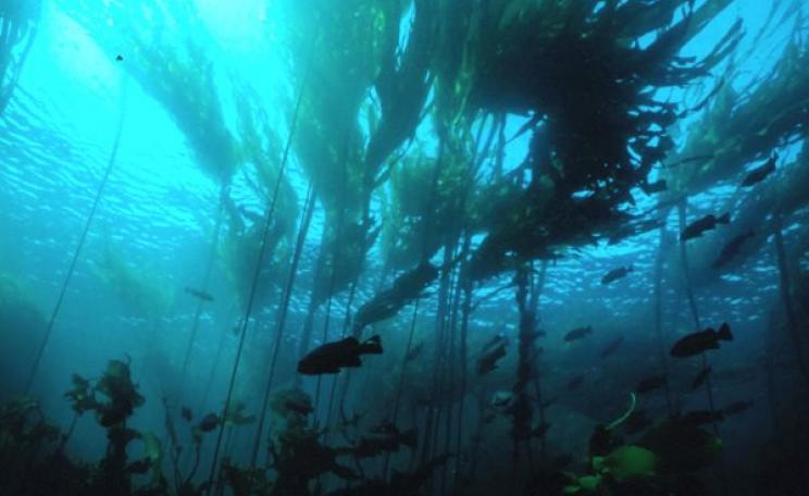 A submarine forest of kelp. Photo: NOAA.