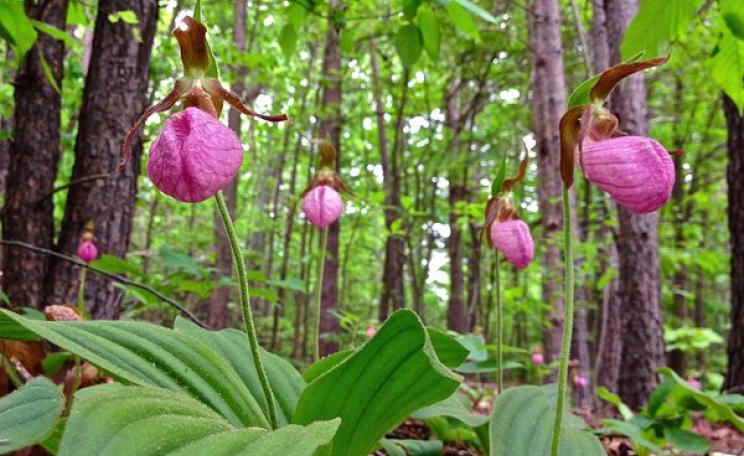 A small colony of Pink Lady's Slipper orchids (Cypripedium acaule) growing wild in Fairfax County, Virginia. Shortly after this photograph was taken, the plants were dug up and destroyed. Photo: Fritz Flohr Reynolds via Flickr (CC BY-SA 2.0).