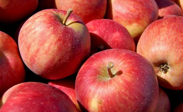 These apples at Eberly's Orchard near North Liberty, Indiana are non-GMO - but look just like the GMO Arctic apple. In future, how will you know? Photo: Tom Gill via Flickr (CC BY-NC-ND 2.0).