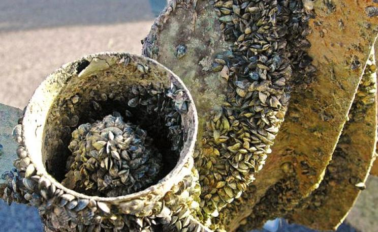 The motor of a USFWS boat encrusted with quagga mussels on Lake Mead, Nevada. Photo: USFWS via Flickr (CC BY-NC-ND).