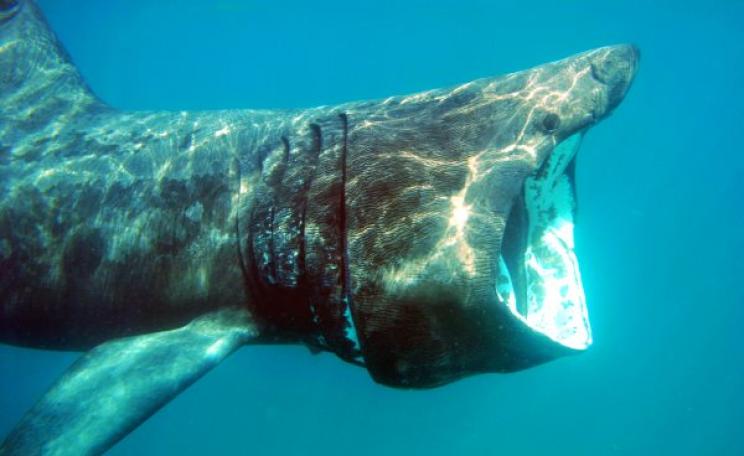 A Basking shark in UK coastal waters. Photo: Andrew Pearson / The Wildlife Trusts.
