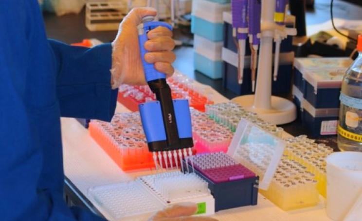 Pipetting winegrape DNA samples in the lab during marker-assisted selection. Photo: Dan Ng (CC BY-SA).