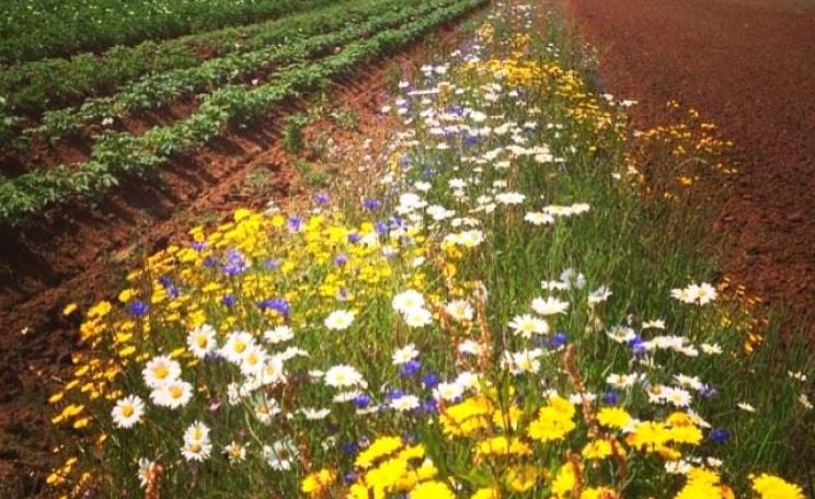 This colorful 'beetle bank' at Sandy Lane Organic Farm provides a haven for beneficial insects: pollinators and predators of pest species. Photo: Sandy Lane Farm, Oxfordshire, England.