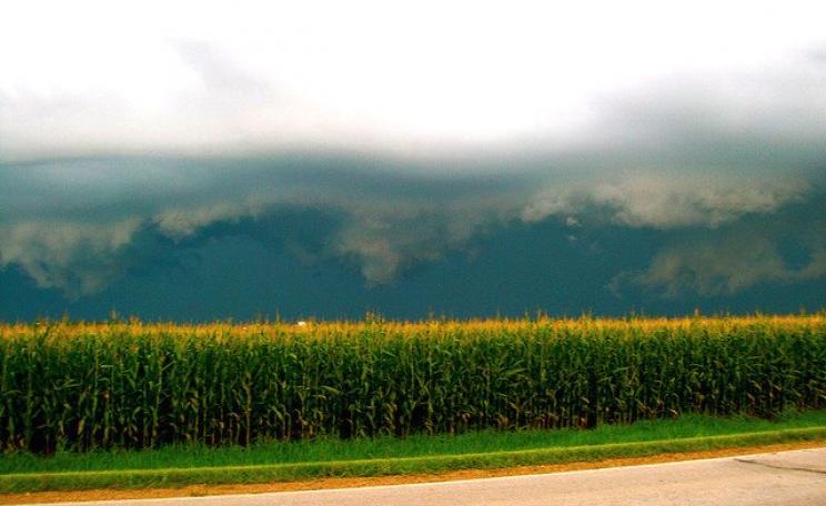 Cornfield in Iowa, almost certainly growing a GMO crop. Photo: Laura Bernhardt via Flickr (CC BY-ND 2.0).
